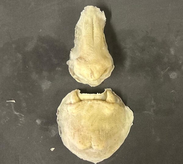 Wild beast nose chin