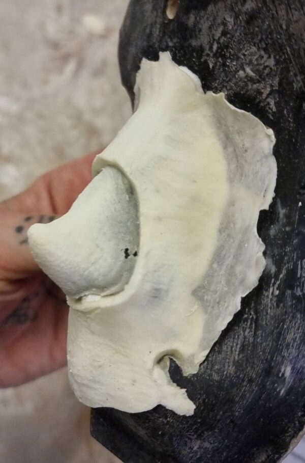 Woodlant fairy nose tip - Image 2